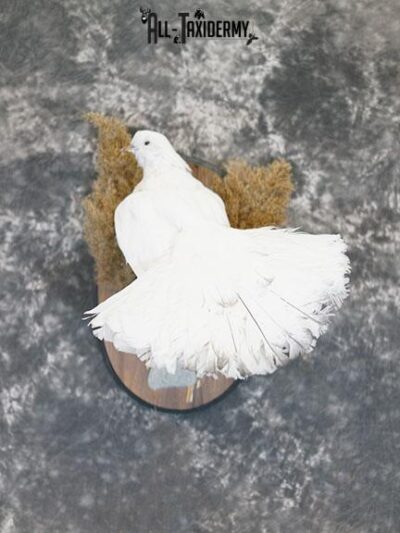 Fantail Pigeon taxidermy mount SKU 2392