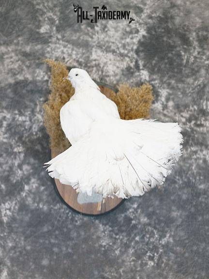 Fantail Pigeon taxidermy mount SKU 2392