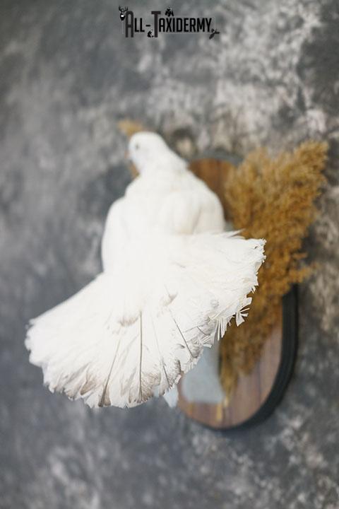 Fantail Pigeon taxidermy mount SKU 2392 - Image 2