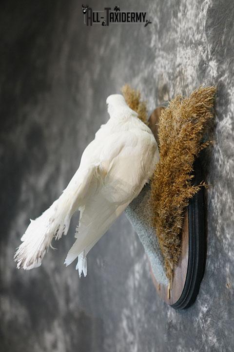 Fantail Pigeon taxidermy mount SKU 2392 - Image 6