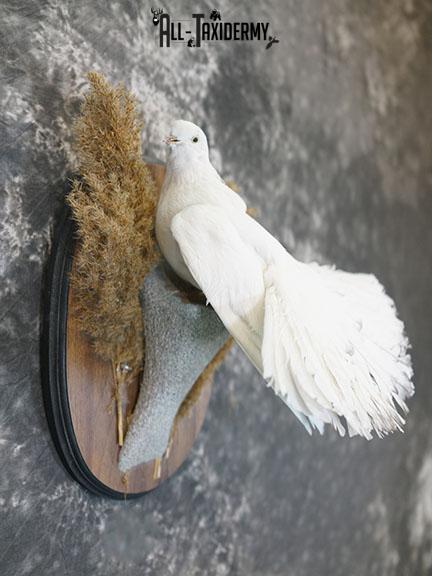 Fantail Pigeon taxidermy mount SKU 2392 - Image 5