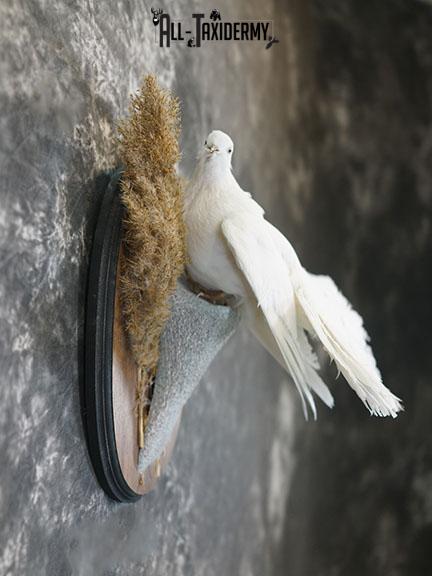 Fantail Pigeon taxidermy mount SKU 2392 - Image 4