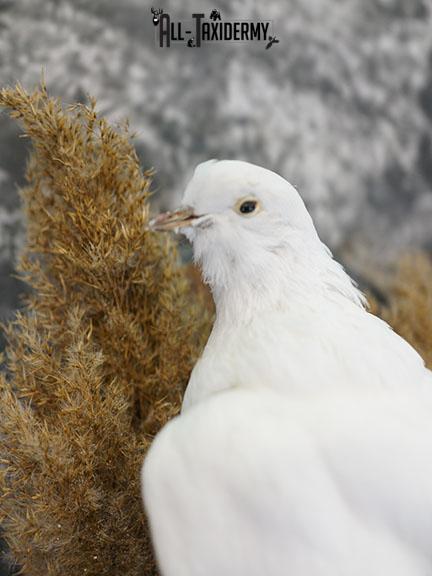 Fantail Pigeon taxidermy mount SKU 2392 - Image 3