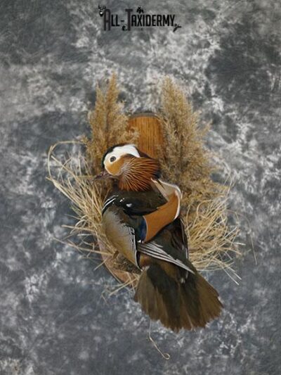 Mandarin Duck taxidermy mount SKU 2387