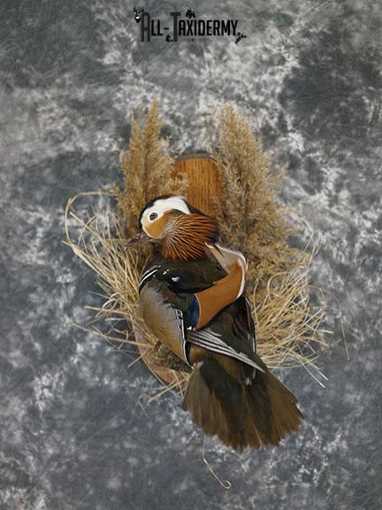 Mandarin Duck taxidermy mount SKU 2387