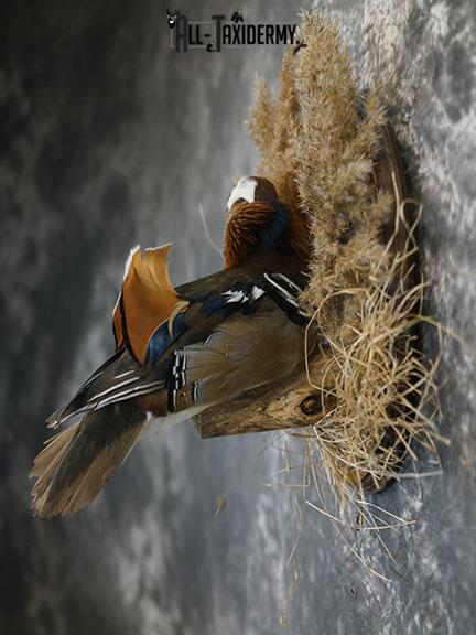 Mandarin Duck taxidermy mount SKU 2387 - Image 5