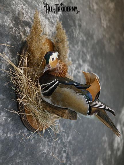 Mandarin Duck taxidermy mount SKU 2387 - Image 4