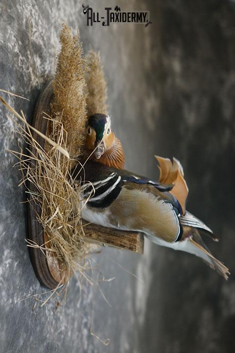 Mandarin Duck taxidermy mount SKU 2387 - Image 3