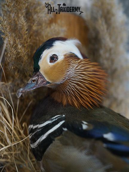 Mandarin Duck taxidermy mount SKU 2387 - Image 2