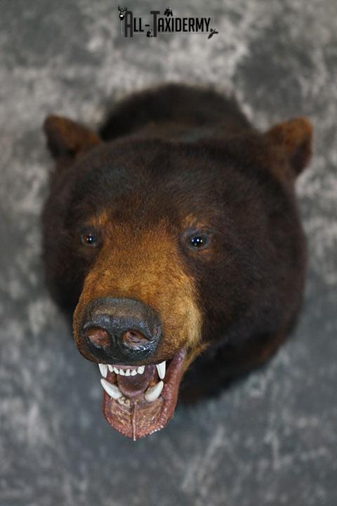 Black bear taxidermy shoulder mount SKU 2384 - Image 2