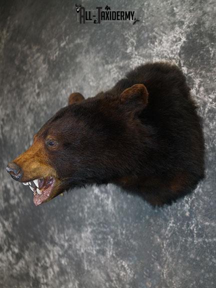 Black bear taxidermy shoulder mount SKU 2384