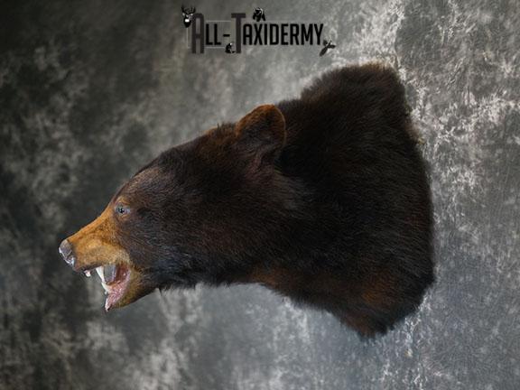 Black bear taxidermy shoulder mount SKU 2384 - Image 8