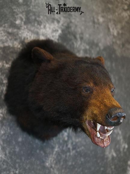 Black bear taxidermy shoulder mount SKU 2384 - Image 7