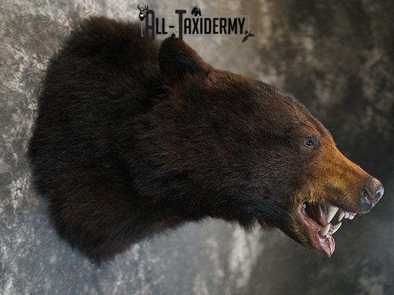 Black bear taxidermy shoulder mount SKU 2384 - Image 6