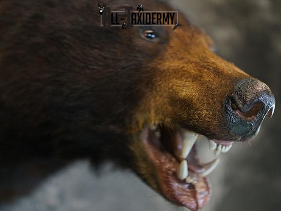 Black bear taxidermy shoulder mount SKU 2384 - Image 5