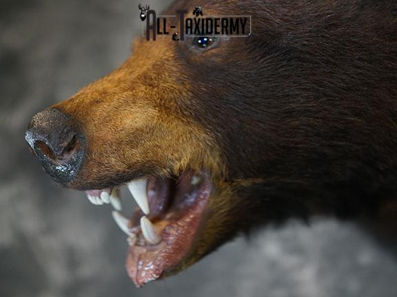 Black bear taxidermy shoulder mount SKU 2384 - Image 4