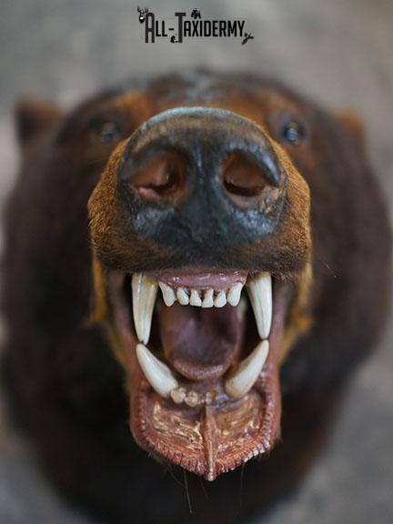 Black bear taxidermy shoulder mount SKU 2384 - Image 3