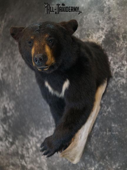 1/2 Body Black bear taxidermy mount SKU 2385 - Image 2