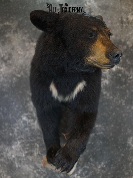 1/2 Body Black bear taxidermy mount SKU 2385 - Image 10