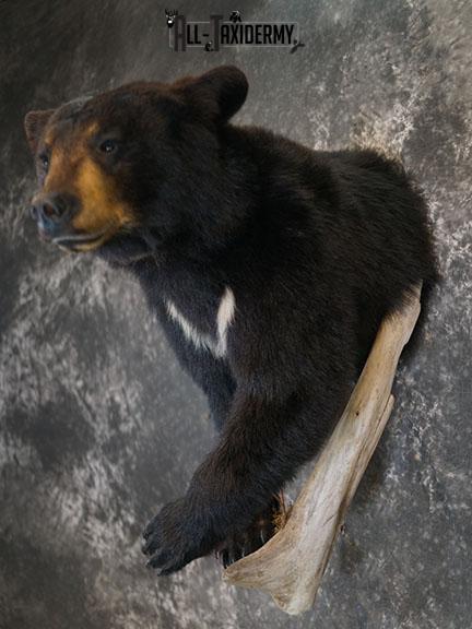 1/2 Body Black bear taxidermy mount SKU 2385