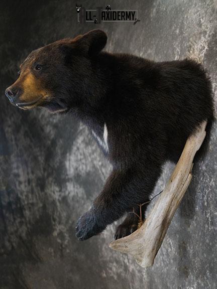 1/2 Body Black bear taxidermy mount SKU 2385 - Image 8