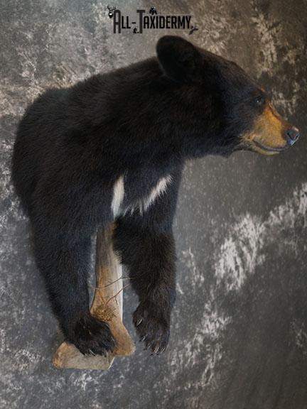 1/2 Body Black bear taxidermy mount SKU 2385 - Image 7