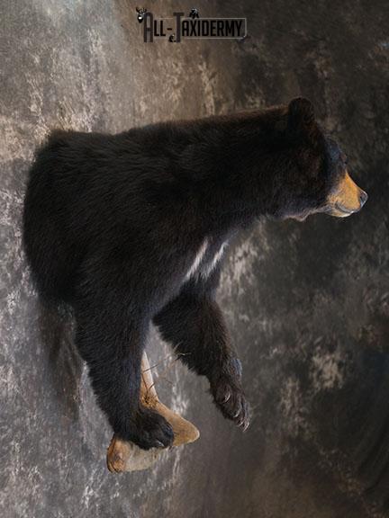 1/2 Body Black bear taxidermy mount SKU 2385 - Image 6