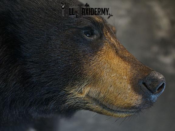 1/2 Body Black bear taxidermy mount SKU 2385 - Image 5
