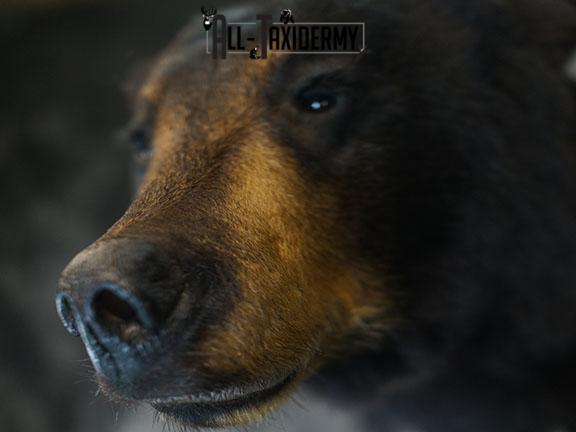 1/2 Body Black bear taxidermy mount SKU 2385 - Image 4