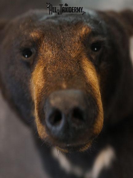 1/2 Body Black bear taxidermy mount SKU 2385 - Image 3