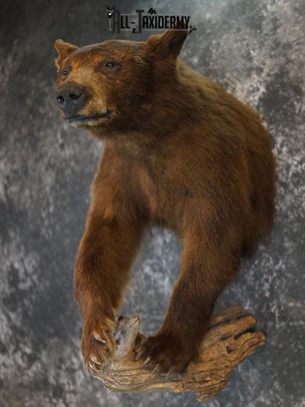 1/2 Body black bear taxidermy mount SKU 2398 - Image 2