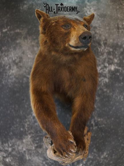 1/2 Body black bear taxidermy mount SKU 2398