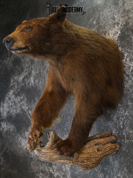 1/2 Body black bear taxidermy mount SKU 2398 - Image 9
