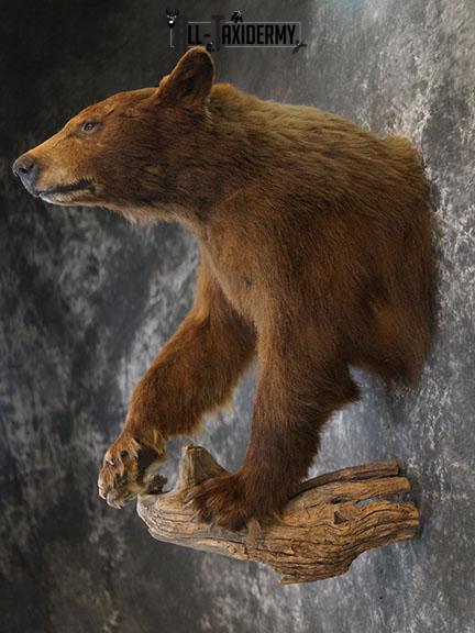 1/2 Body black bear taxidermy mount SKU 2398 - Image 8