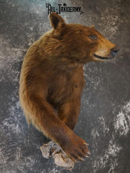 1/2 Body black bear taxidermy mount SKU 2398 - Image 7