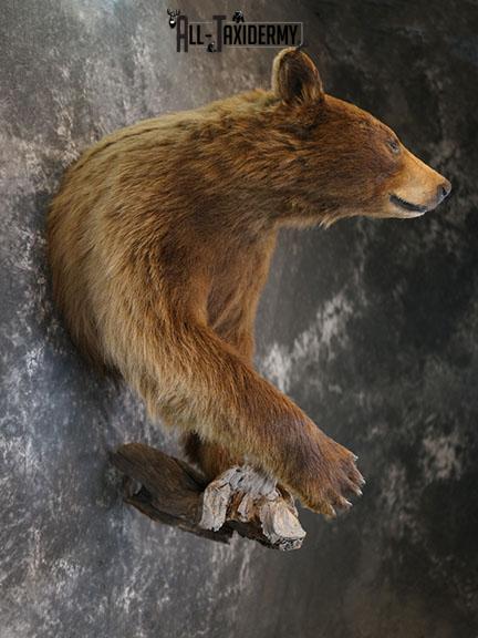 1/2 Body black bear taxidermy mount SKU 2398 - Image 6