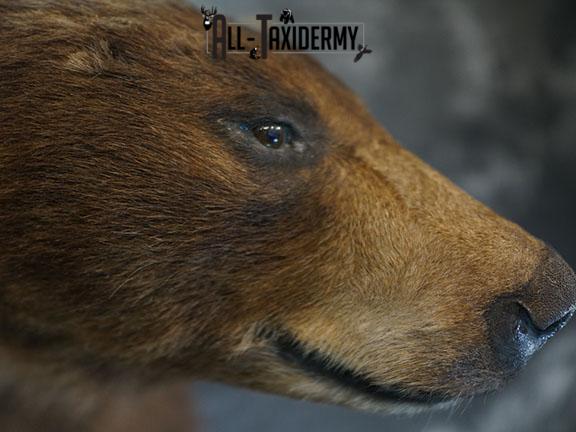 1/2 Body black bear taxidermy mount SKU 2398 - Image 5