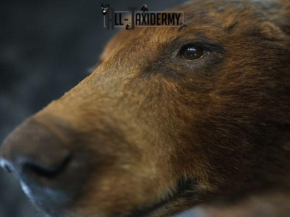 1/2 Body black bear taxidermy mount SKU 2398 - Image 4