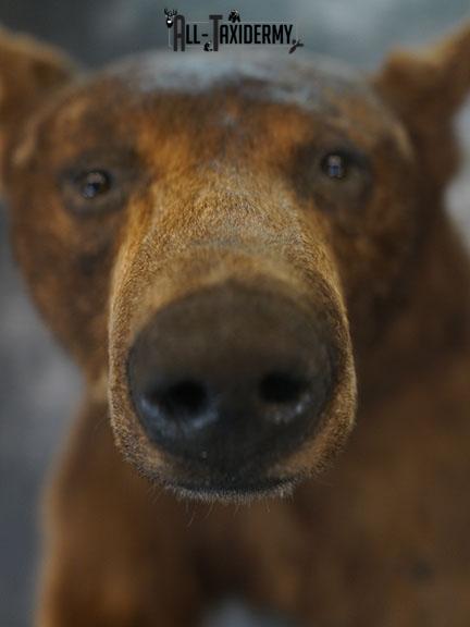 1/2 Body black bear taxidermy mount SKU 2398 - Image 3