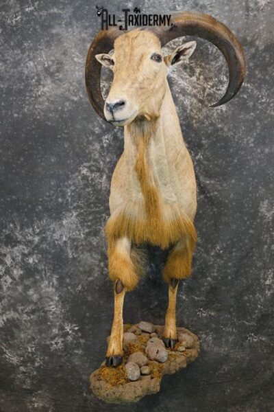 1/2 body Aoudad taxidermy mount SKU 2402
