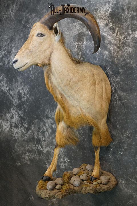 1/2 body Aoudad taxidermy mount SKU 2402 - Image 2
