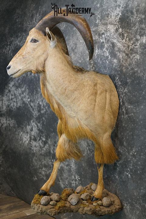 1/2 body Aoudad taxidermy mount SKU 2402 - Image 9