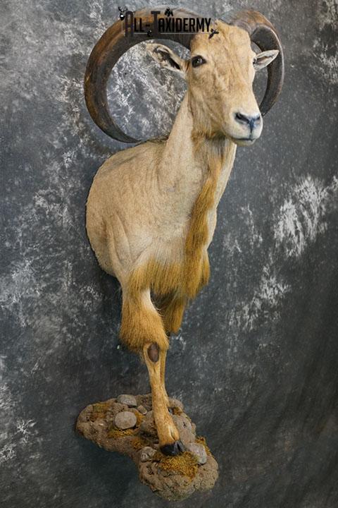 1/2 body Aoudad taxidermy mount SKU 2402 - Image 8