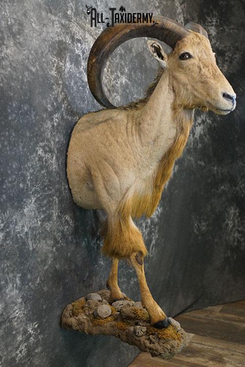 1/2 body Aoudad taxidermy mount SKU 2402 - Image 7