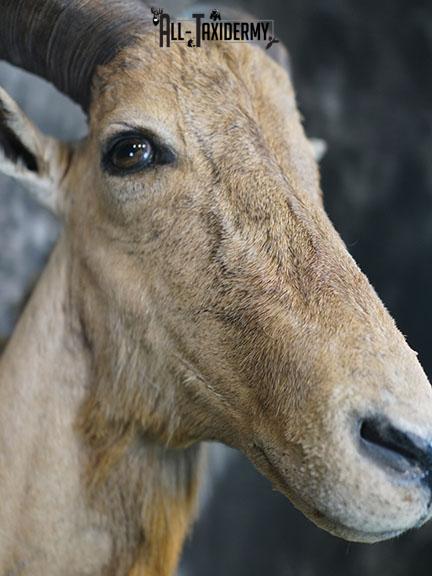 1/2 body Aoudad taxidermy mount SKU 2402 - Image 6