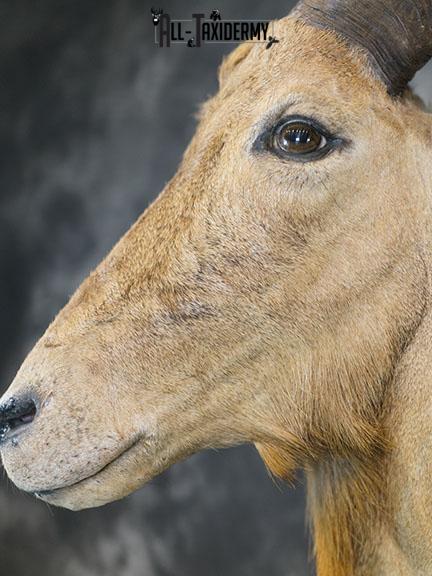 1/2 body Aoudad taxidermy mount SKU 2402 - Image 5