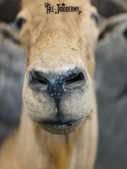 1/2 body Aoudad taxidermy mount SKU 2402 - Image 4
