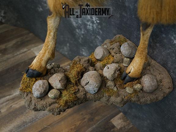 1/2 body Aoudad taxidermy mount SKU 2402 - Image 3