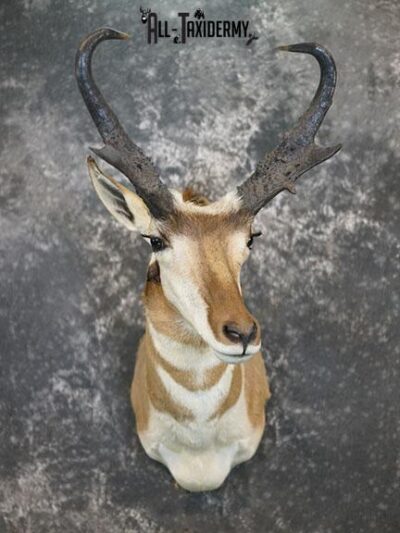Pronghorn Shoulder Mount Taxidermy