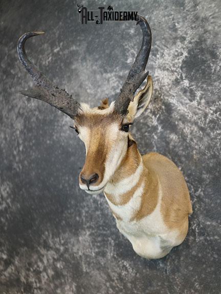 Pronghorn Antelope taxidermy shoulder mount SCI Gold SKU 2399 - Image 2